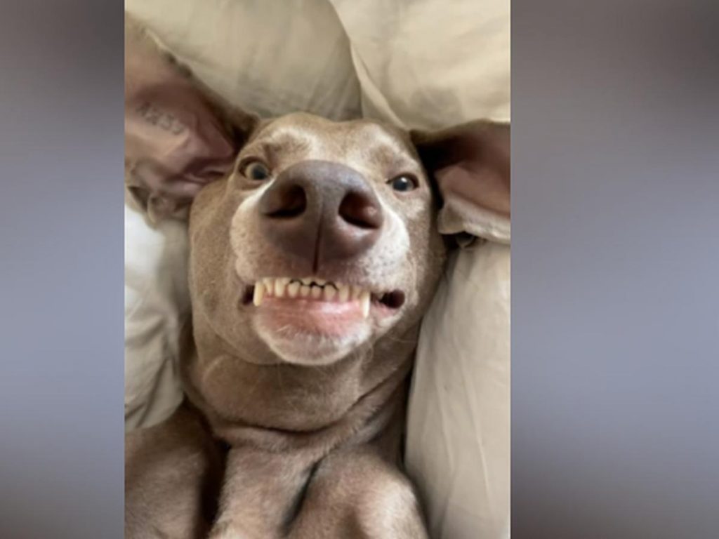 Nuestro perro va a morder y nos avisa