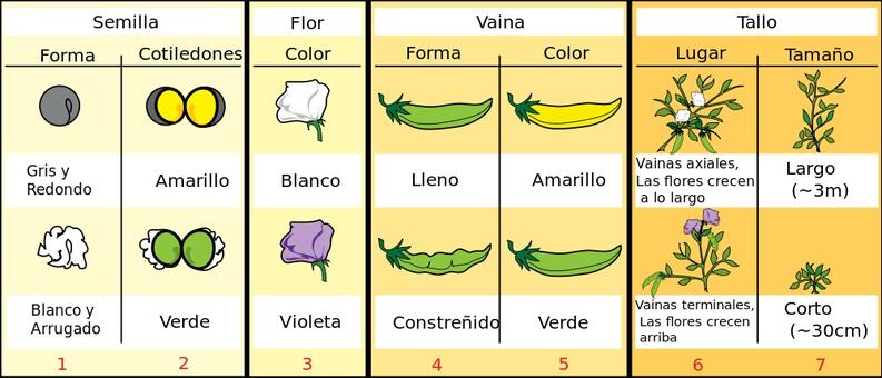 Principio de uniformidad