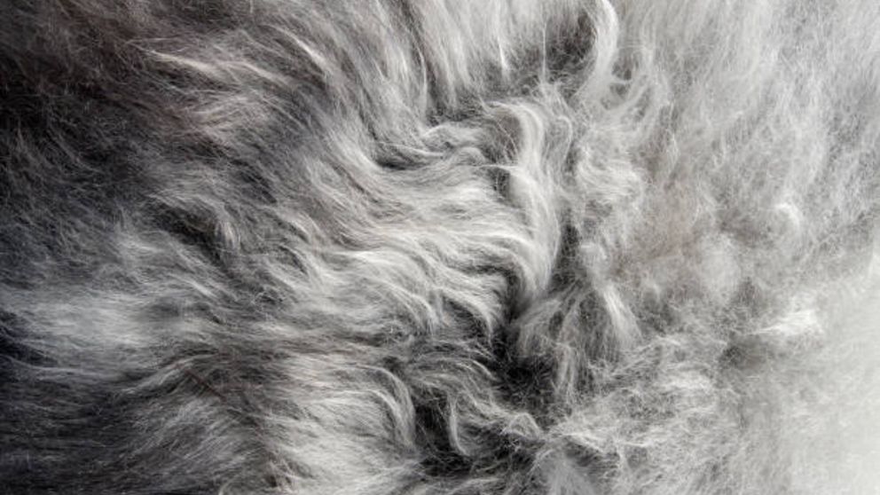 Limpiar una alfombra de pelo con agua