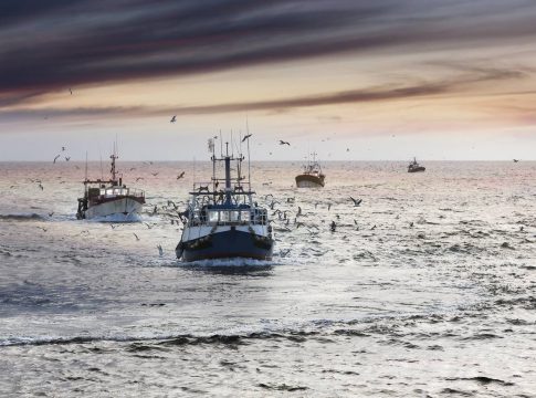Los peces de aguas cálidas