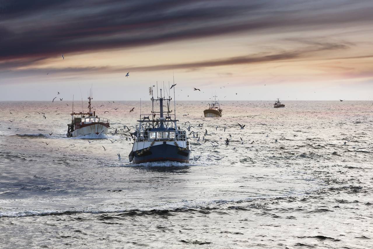 Los peces de aguas cálidas