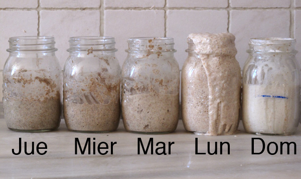 Qué es la masa madre 1 Características de la masa madre