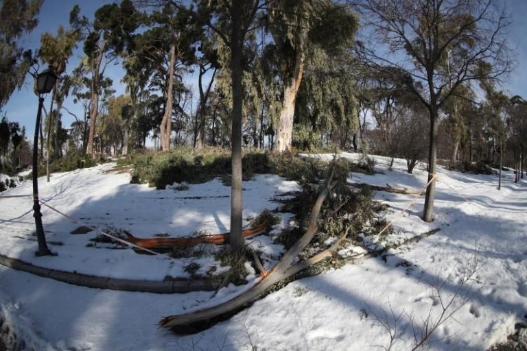 Madrid clonará árboles centenarios y singulares derribados por la nevada