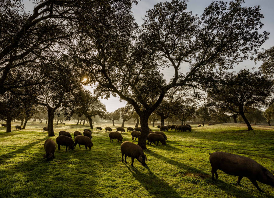 COVAP revoluciona las barbacoas con su carne ibérica lista para llevar 135 COVAP