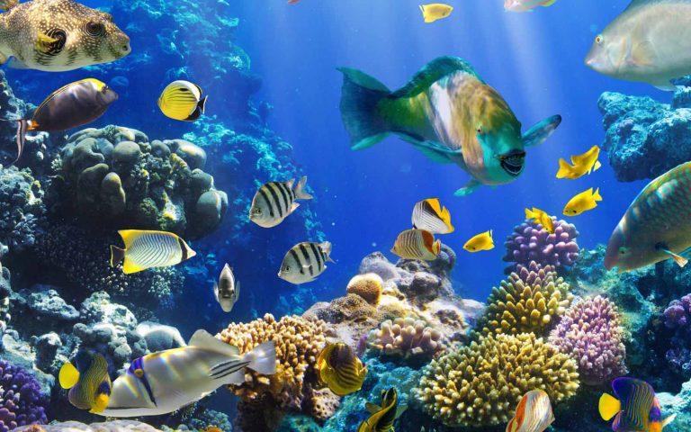 Las olas de calor marinas provocan cambios en la expresión génica de los peces