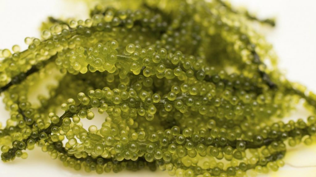 Qué es agar agar 10 Función hidratante