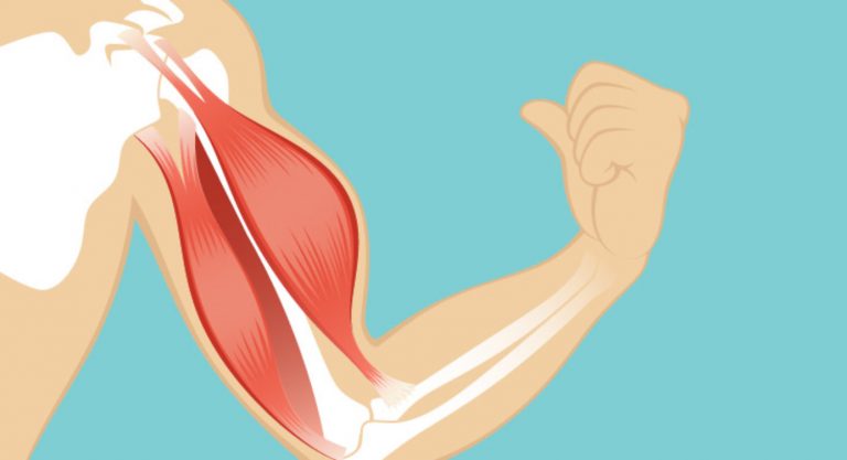 Qué es el Glucógeno