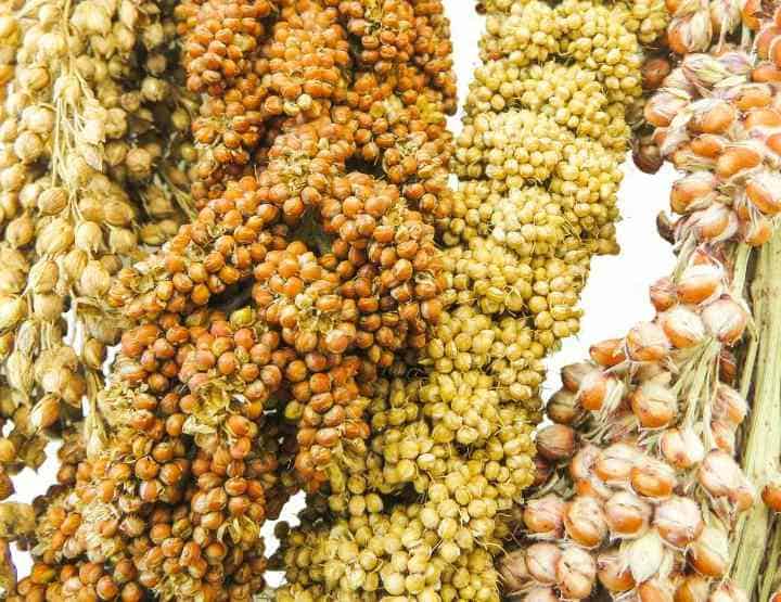 Propiedades del mijo