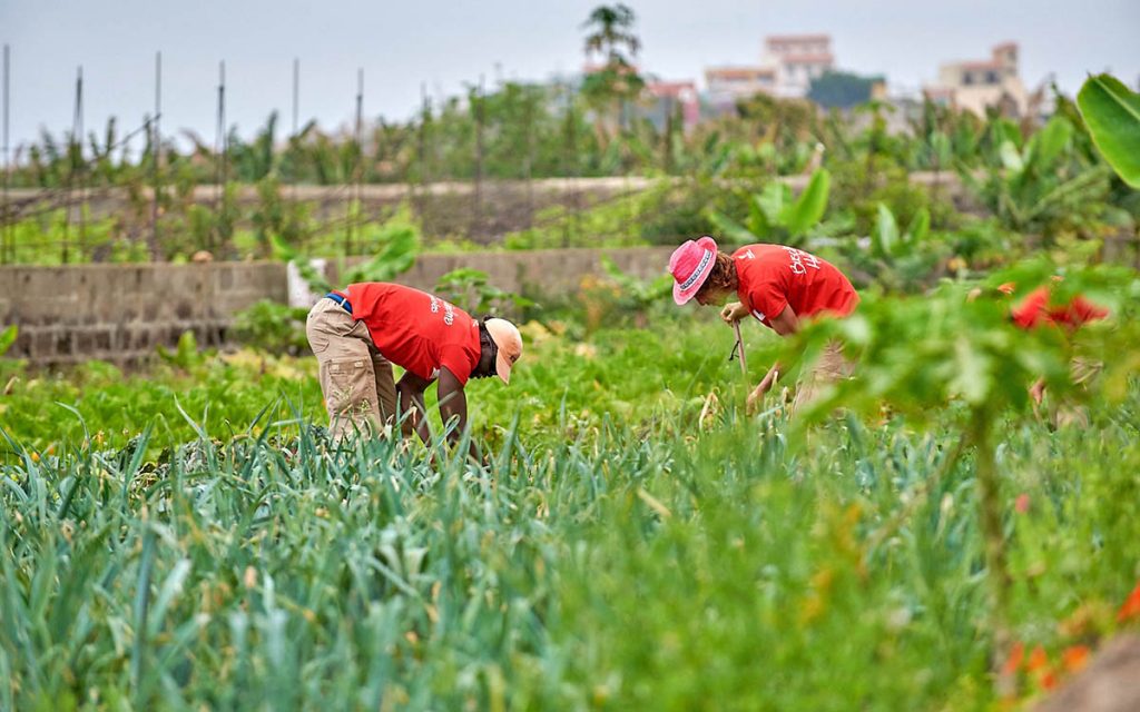 Actividades del sector primario