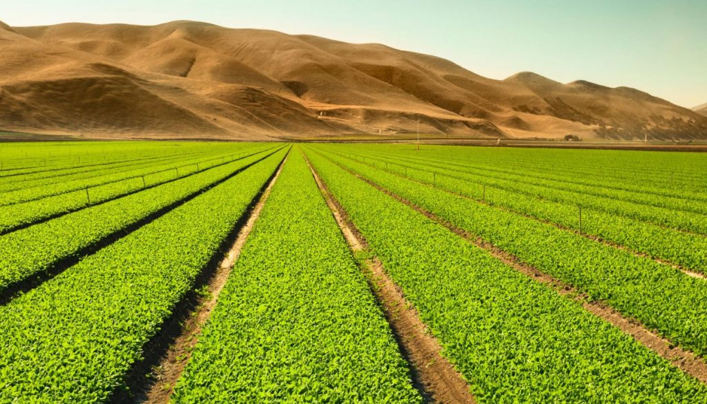 Historia del Sector primario