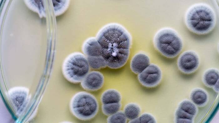 De hongos o fúngicas