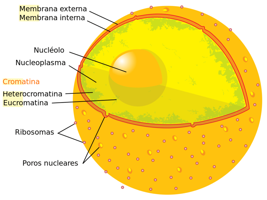 Propiedades de la heterocromatina