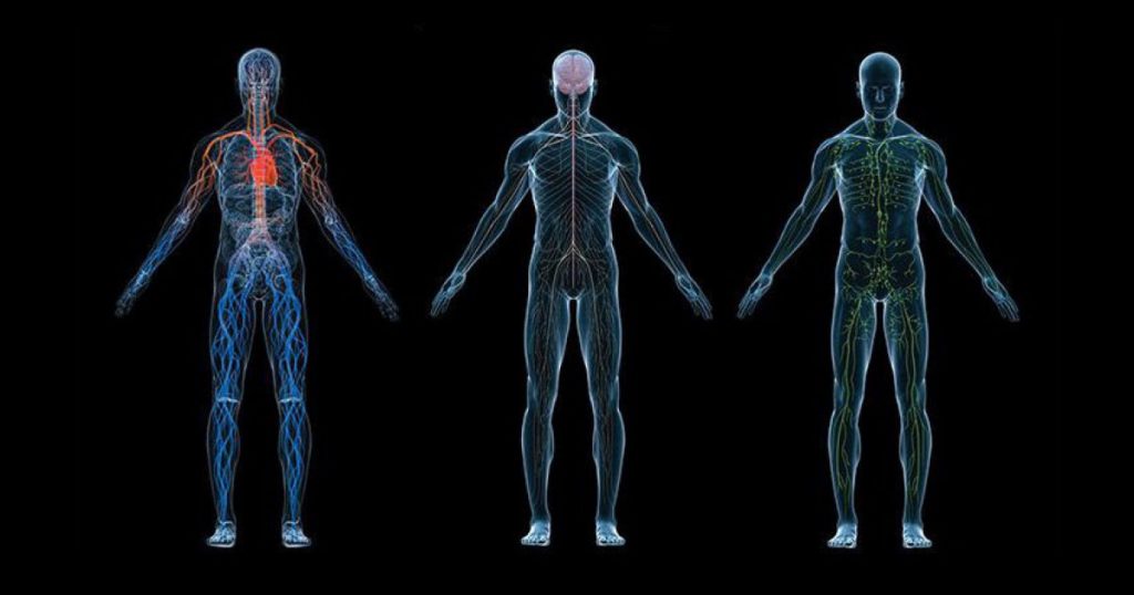 Qué es la fisiología 8 Fisiología general