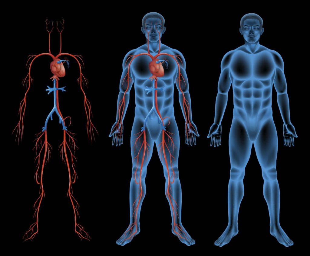 Qué es la fisiología 9 ¿Cómo funciona la fisiología?