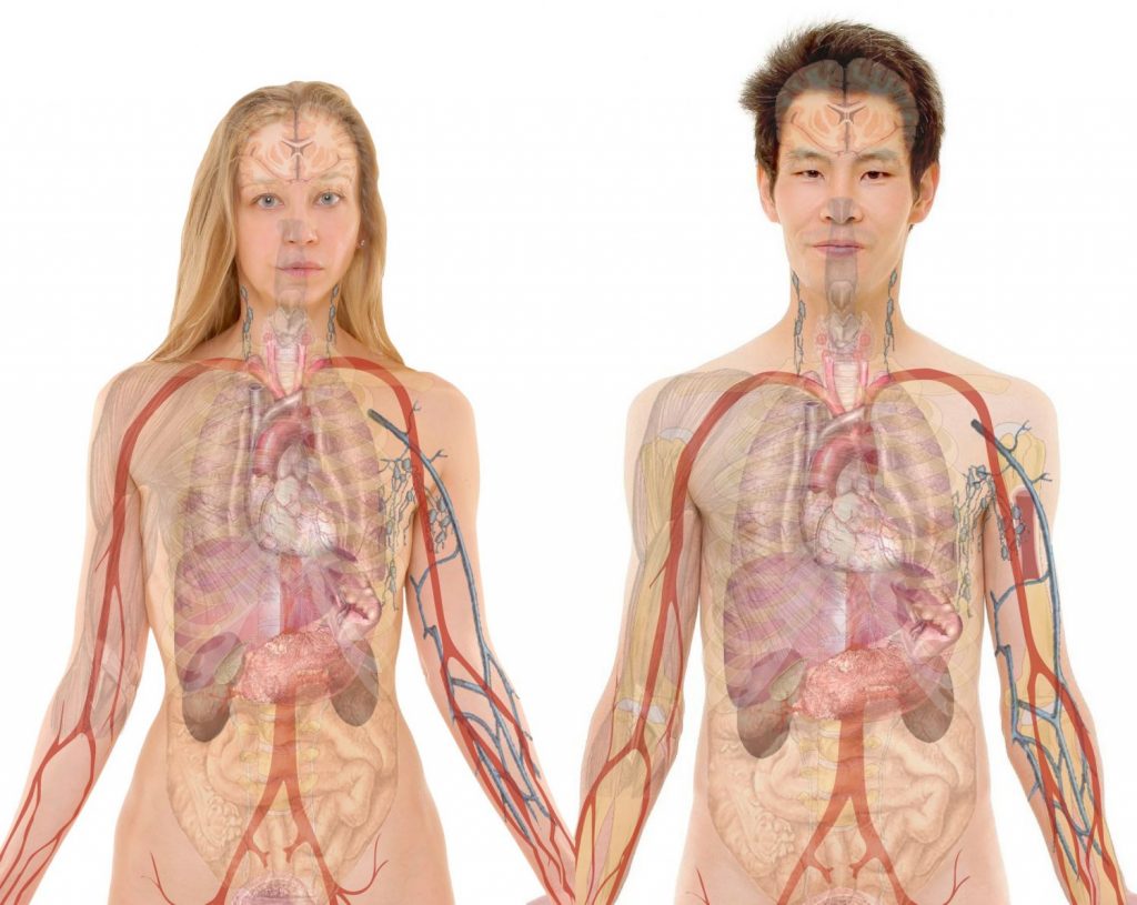 Qué es la fisiología 3 Fisiología humana