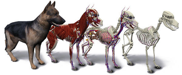 Qué es la fisiología 4 Fisiología animal