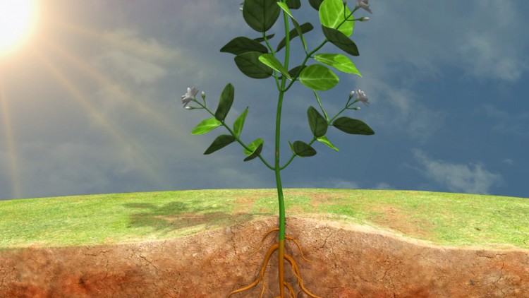 Qué es la fisiología 5 Fisiología vegetal