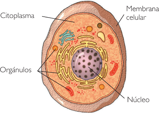Qué es la fisiología 6 Fisiología celular