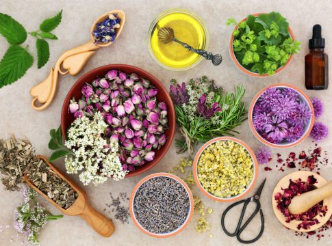 Qué es la fitoterapia 1 Qué es la fitoterapia