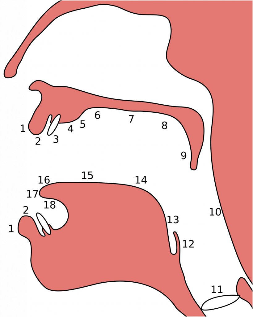 Ramas de la fonética