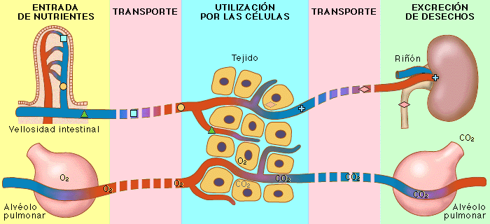 Qué es la glucólisis 2 ¿Cuáles son las fases de la glucólisis?