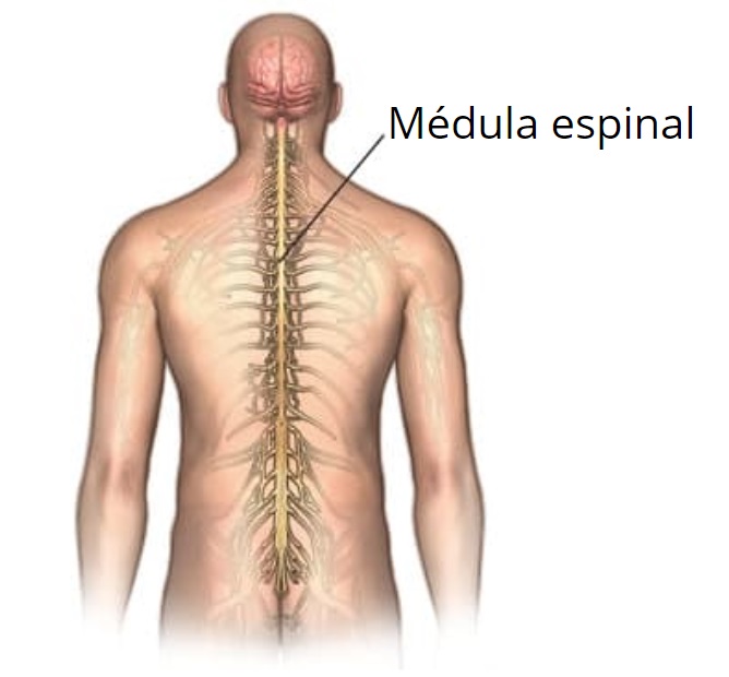 Qué es la medula espinal 1 Anatomía externa