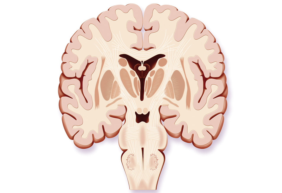 Qué es la medula espinal 6 Sustancia blanca