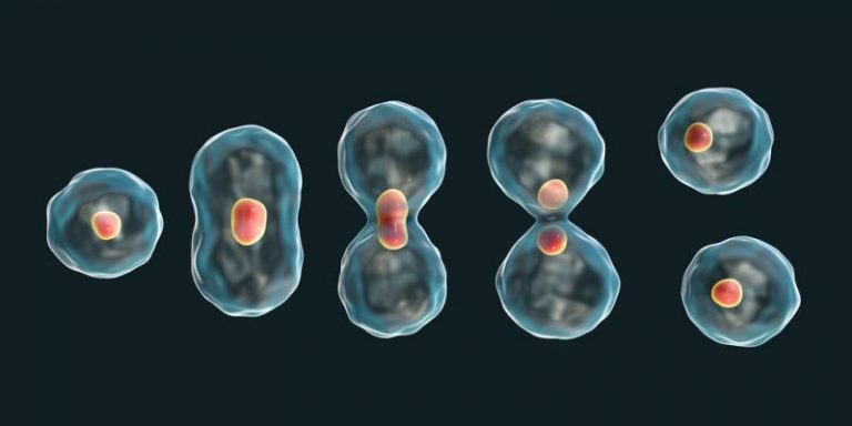 Qué es la meiosis
