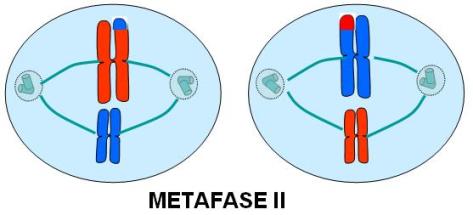 Metafase II
