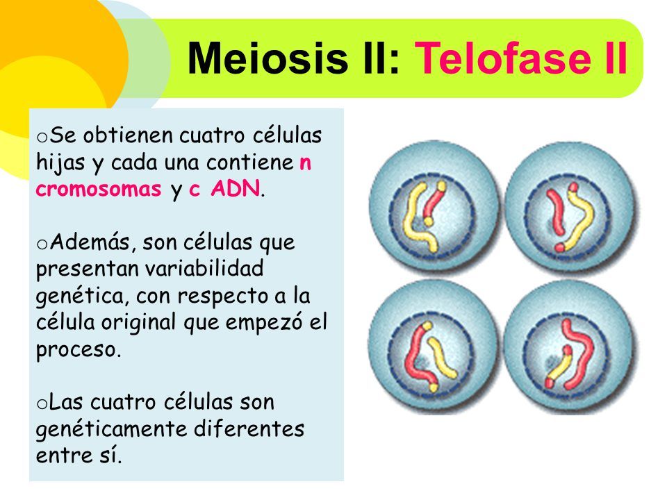 Telofase II