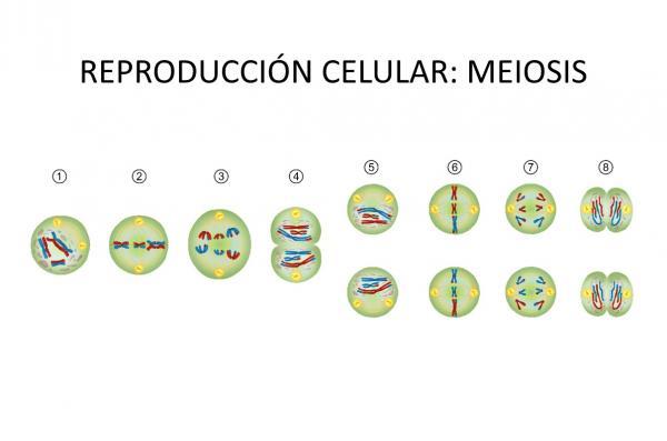 ¿Cómo se produce la meiosis?