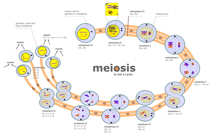 Fases de la Meiosis