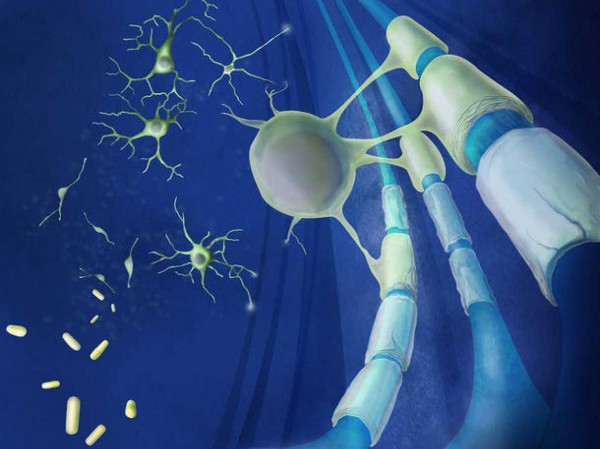 ¿Qué función tiene?