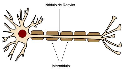 La importancia de los nodos de Ranvier