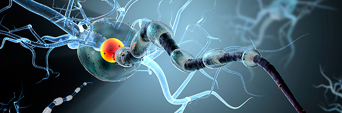 Enfermedades que afectan a la mielina