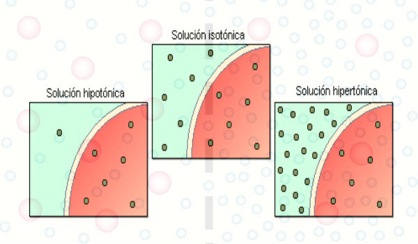 ¿Cuáles son los medios acuosos separados por una membrana semipermeable?