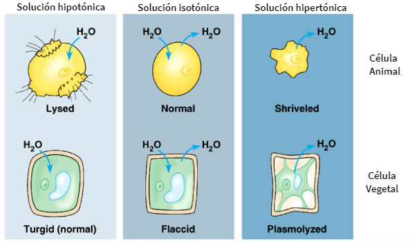 ¿Cuáles son derivados donde se presenta la ósmosis?