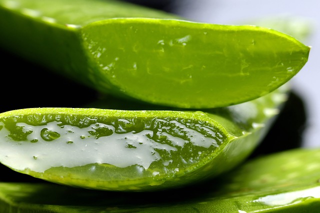 Sacar la pulpa de las hojas de aloe vera