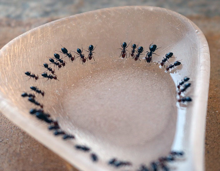 Cómo 'liquidar' a las hormigas para siempre 3 Trampa para hormigas
