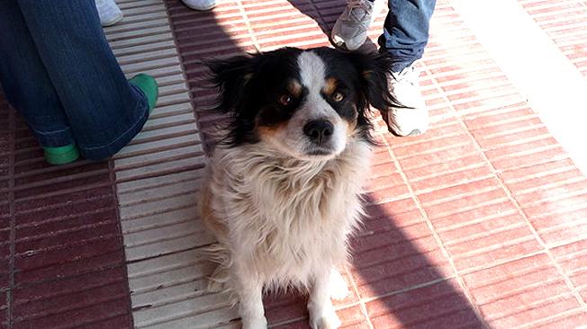 9 pruebas de que el perro es
