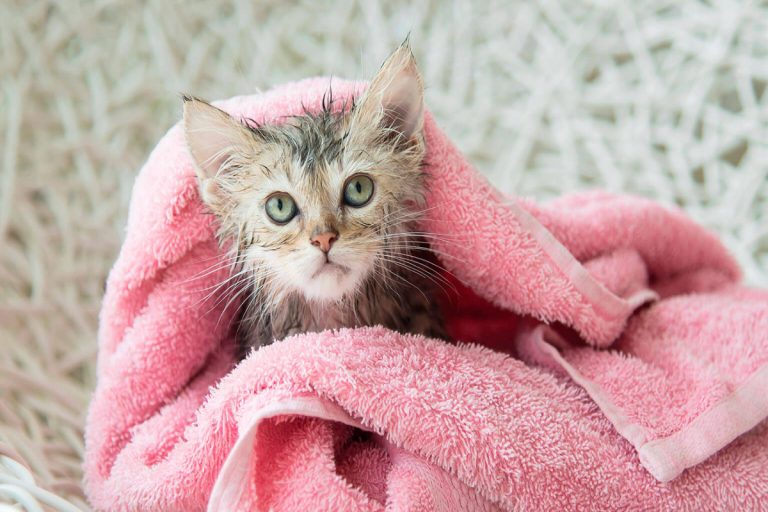 Cómo lavar a un gato