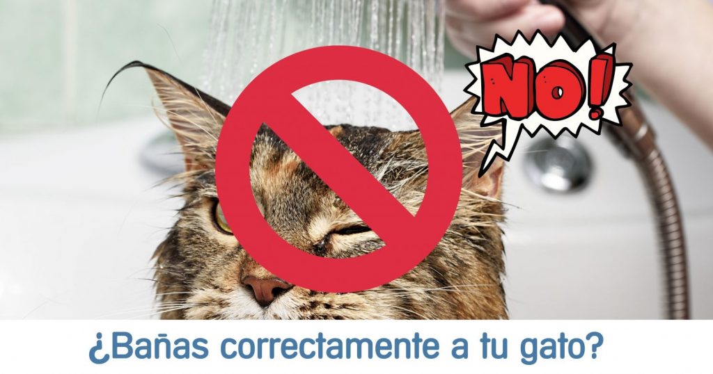 cual es el momento exacto que se tiene que bañar el gato