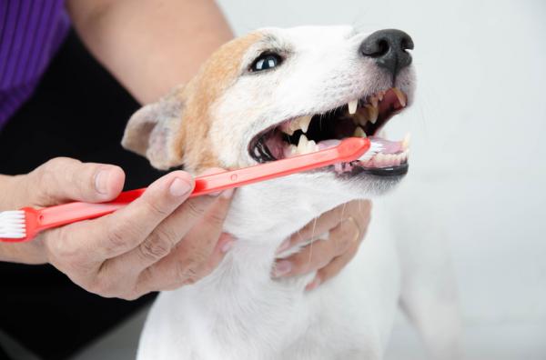 El truco para cepillarle los dientes a tu perro sin que pierdas un 'dedo'