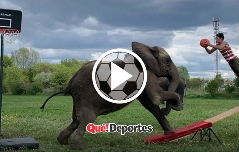 ¡Este elefante es un crack!