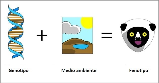 Genotipo y fenotipo ¿cuáles son las diferencias?