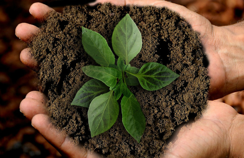 Qué es el humus 3 ¿Es importante?