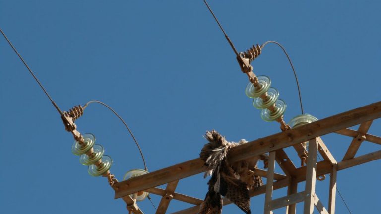 ONG ambientales proponen medidas para acabar con la alta mortalidad de aves en tendidos eléctricos