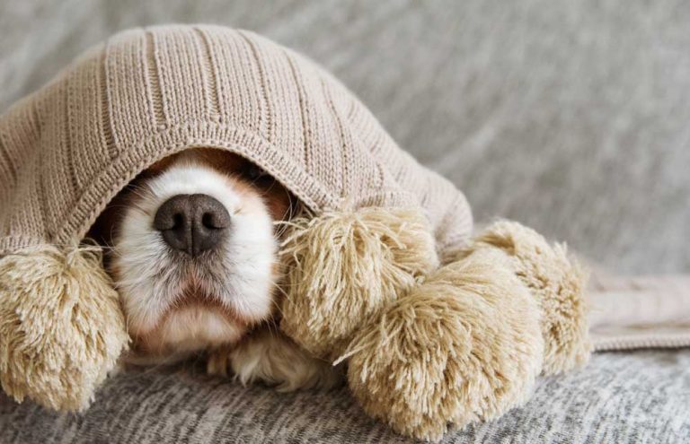 Diez cosas que tu perro no soporta (¡y aun así las haces!)