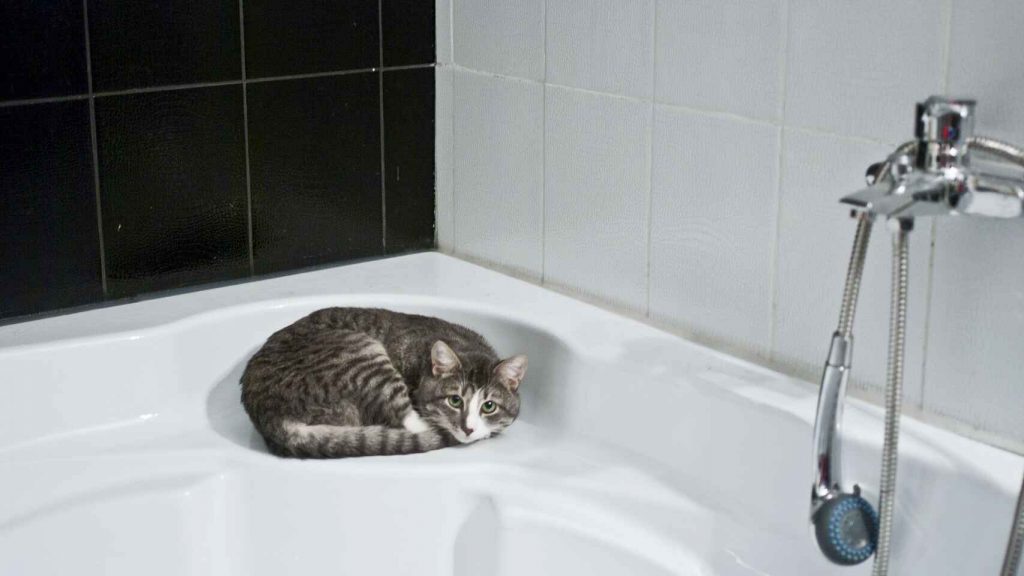 Por qué tu perro o tu gato te acompañan al baño