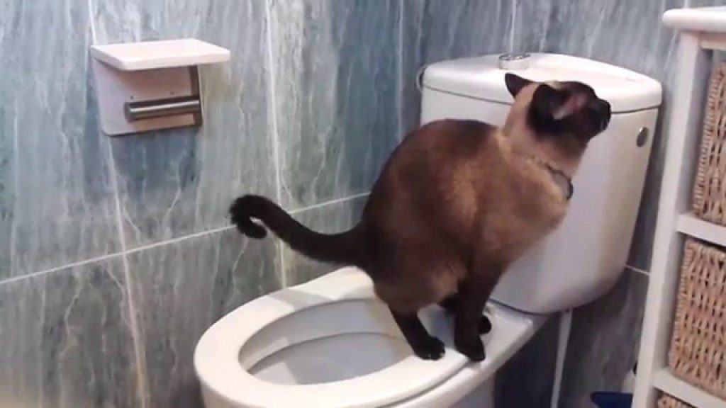 Por qué tu perro o tu gato te acompañan al baño